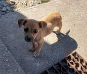Căței spre adopție, 3 luni