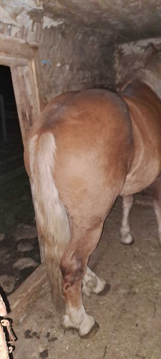 De vânzare mânz învățat