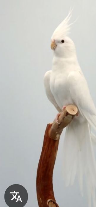 Vând papagali micul Alexandru