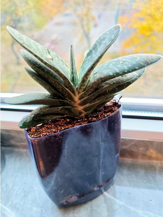 Гастерия — суккулент для дома неприхотливое комнатное растение