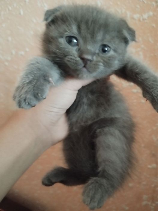 Вислоухие кошки продаются