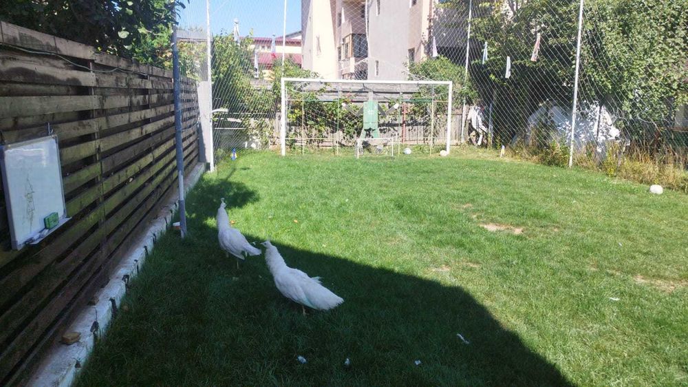 Pereche pauni albi