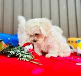 Bichon Maltez Mini