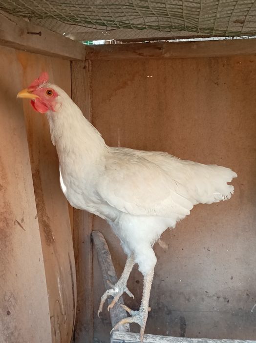 Damashniy Xo'rozlar sotiladi