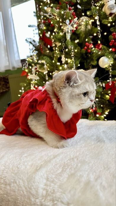 British Shorthair Chinchilla Blue Golden - Fetita certificat pedigree