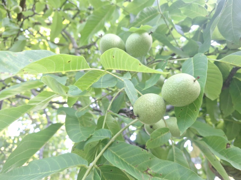 Nuca verde pentru dulceata
