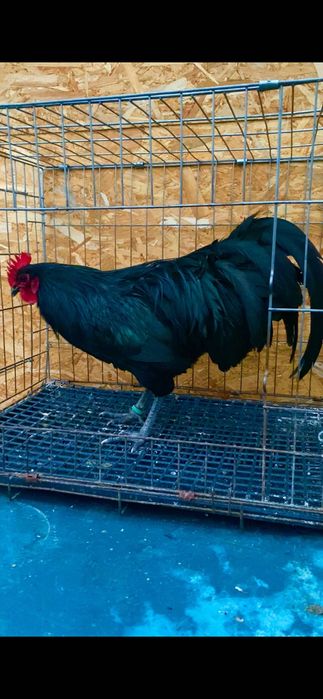 Cocos Australorp