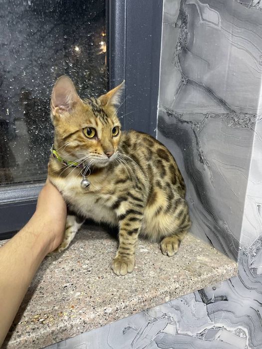 Mushuk bengal sotiladi srochna