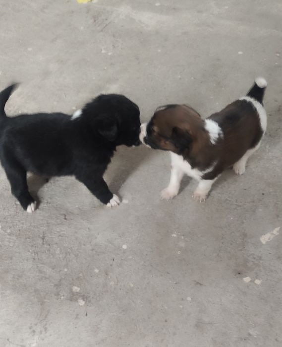 Щенки в добрые руки