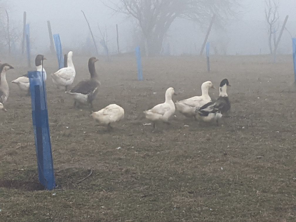 Продавам Гъски и Юрдечки