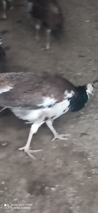 Păuni tineret umăr negru și arlechin 2025