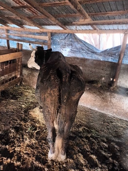 Vaci Reforma pentru abatorizare.