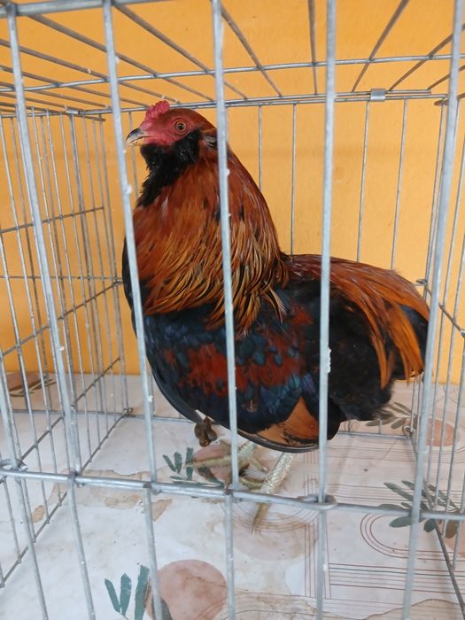 Cocoși araucana orange