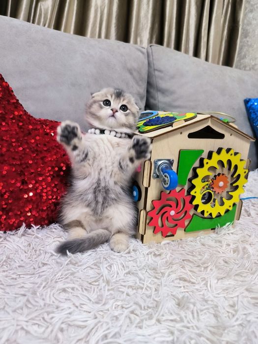 Продаются шикарные котята породы Скоттиш фолд