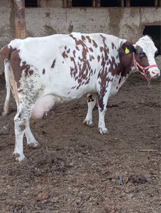 Продам срочно карову