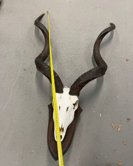 Трофеи, Африка, лов