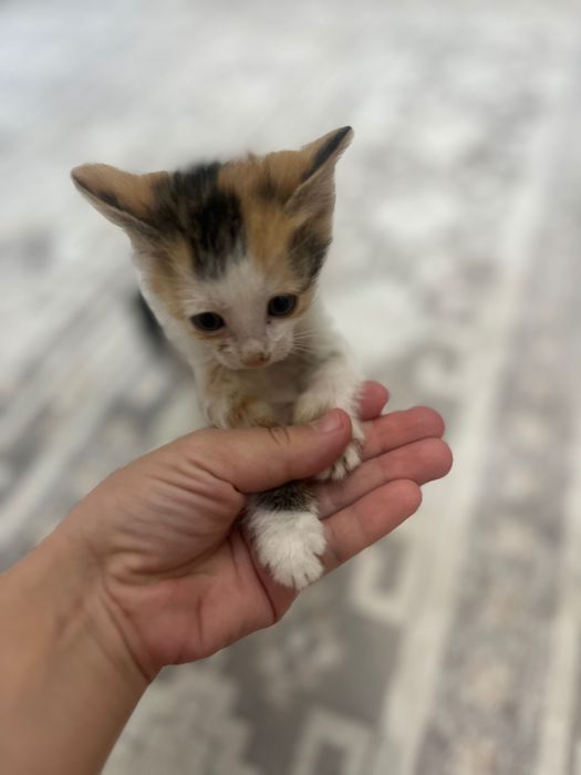Отдам в хоршие руки котят