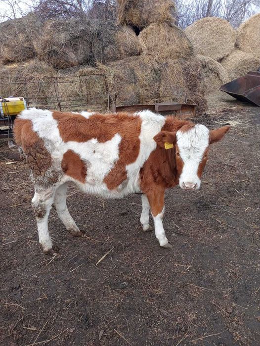 Телочка 7.5 месяца. Симентал.