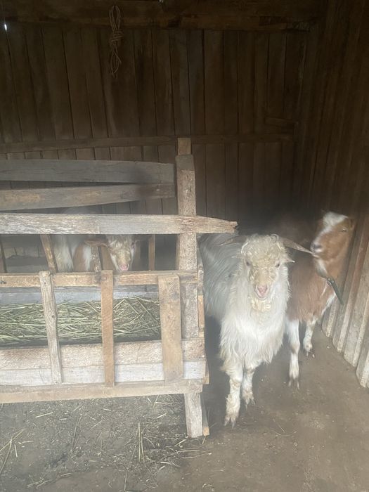 Vand capre la pachet