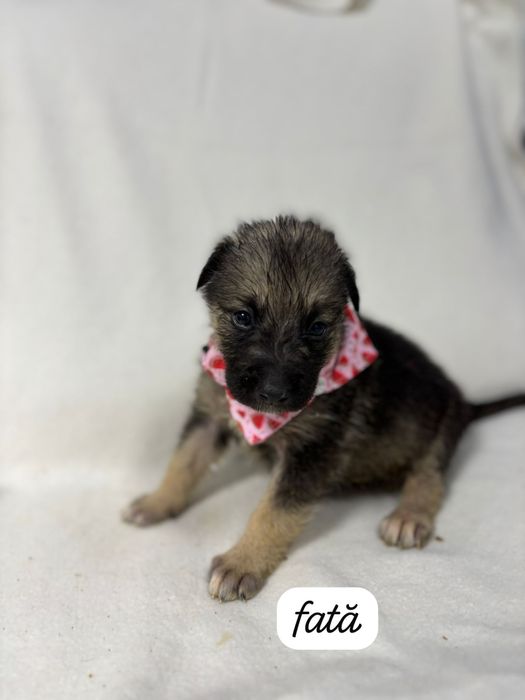 Adoptie catei sanatosi si frumosi