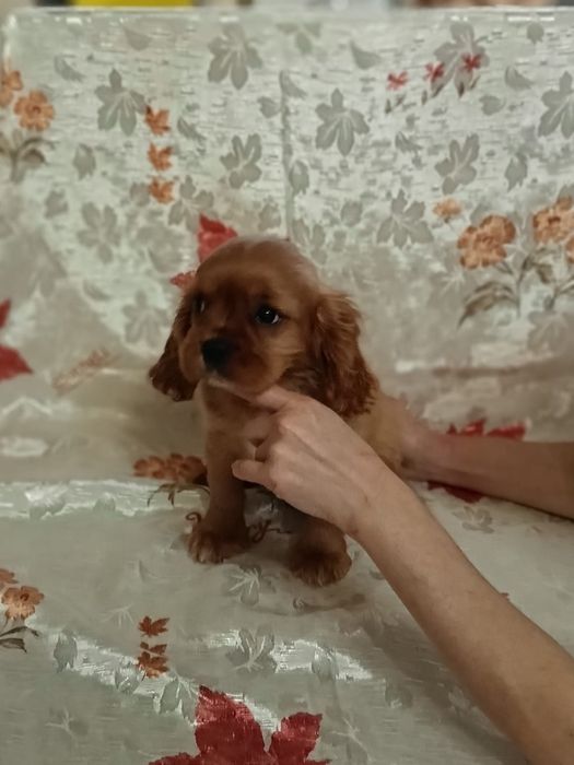 Кинг Чарльз спаниель рубиновый мальчик