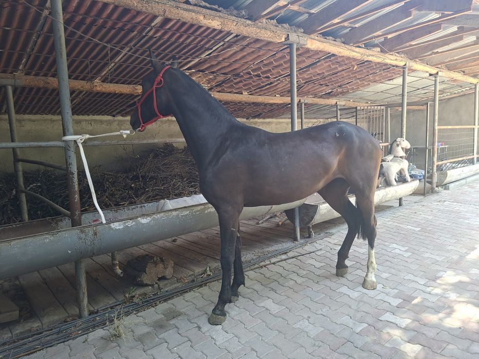 Байтал    кобыла