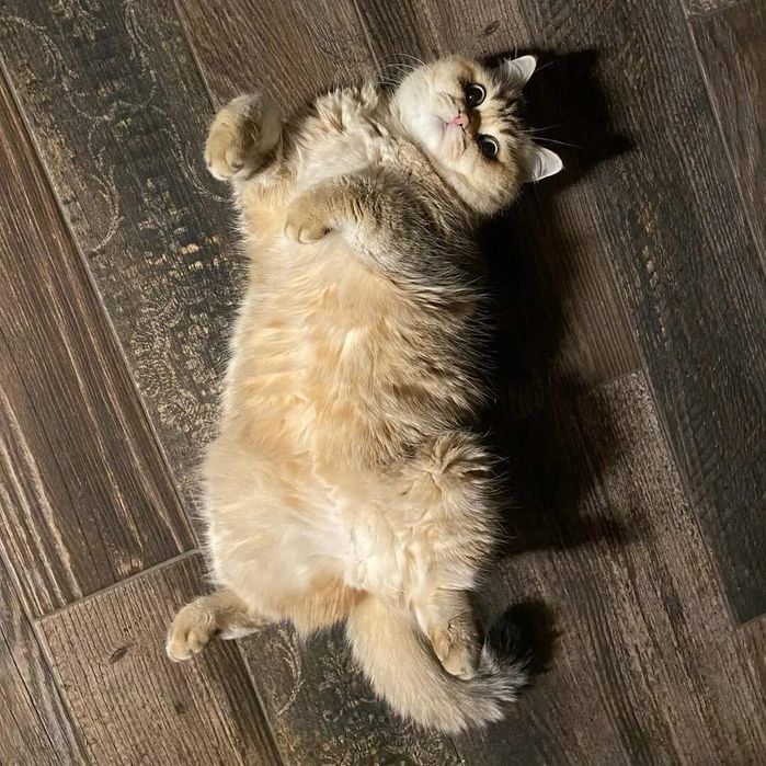 Ламинат в Тайтобе