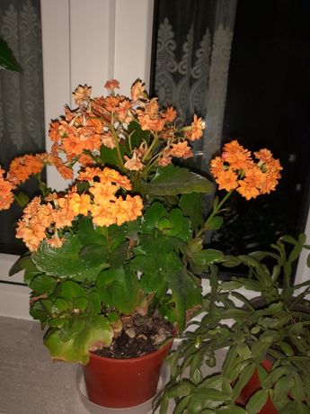 Floare de apartament