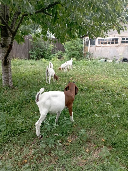 Capre și iezi boer de vânzare