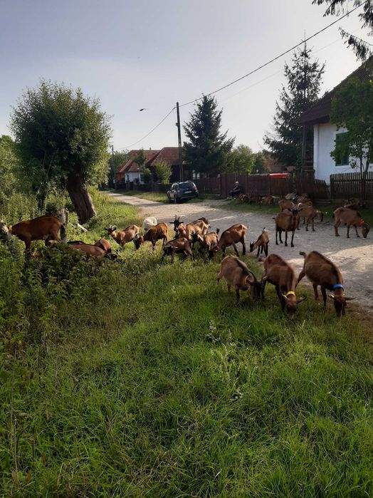 Vanzare capre rasa Alpina Franceza (Tineret).