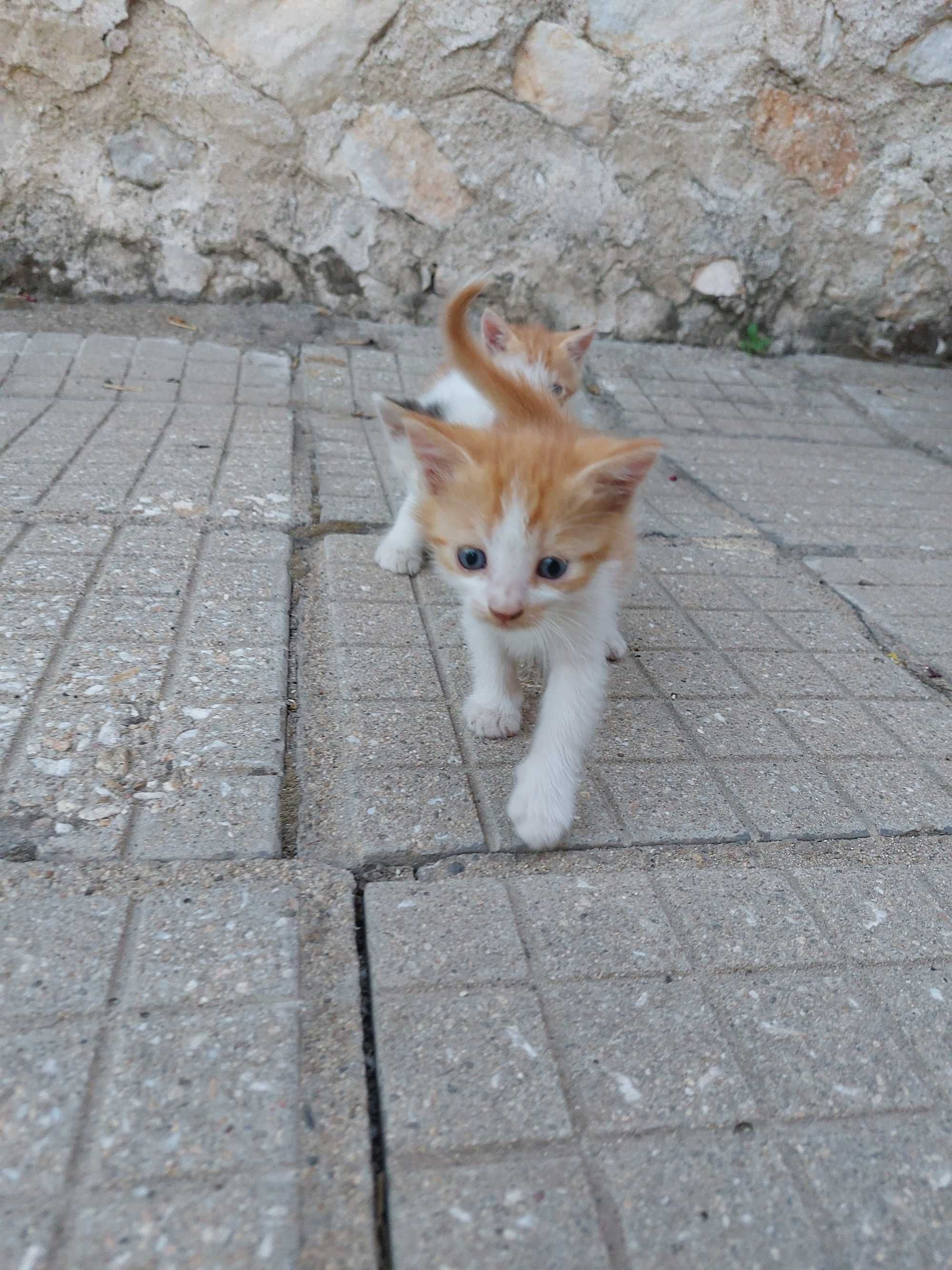 Подарявам мъжки котета на месец и половина