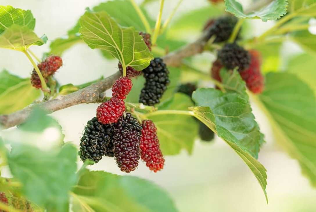 Vindem pomi fructiferi | plantam si livram in toata tara