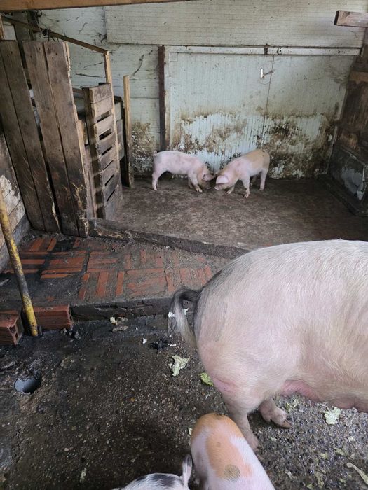 Малки прасета за продан