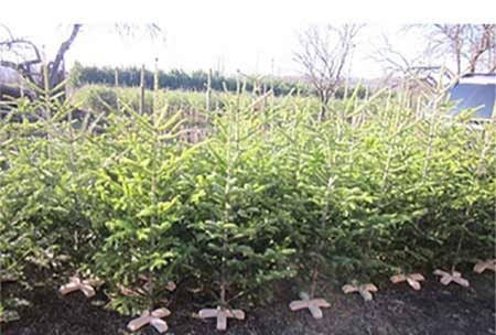 Продавам елхички дрянче клонки и букечета за ваза