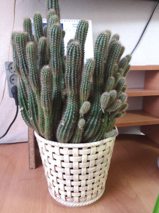 Продам    кактус