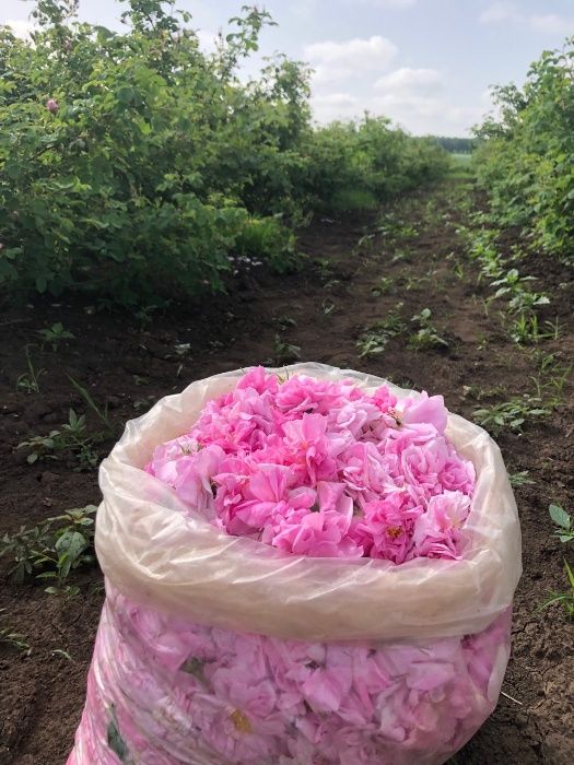 Trandafiri de dulceata din Bulgaria, varsta 2 sezoane pepiniera +Bonus