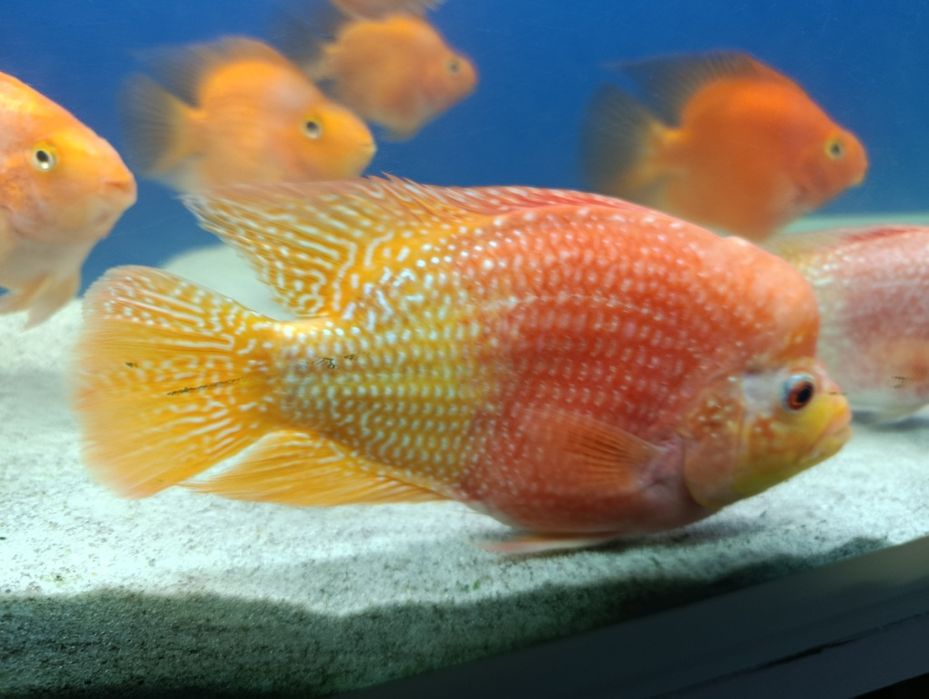 Baliq 2ta katta 200 000 ming dan 2ta kichik 100 000 mingdan