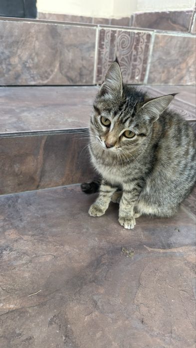 Срочно котята отдам в хорошие руки