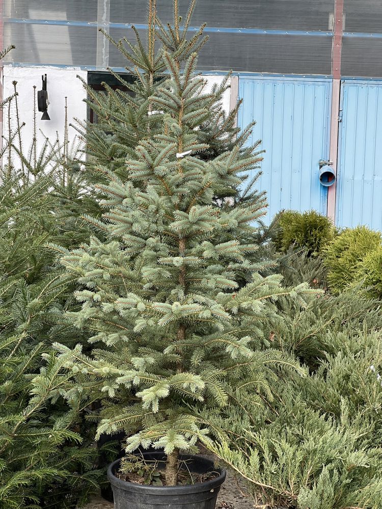 Brazi la ghivechi, balot, plante ornamentale de gradina, tuia