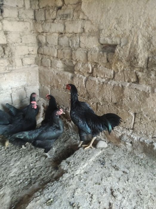 Dakan xoroz soriladi
