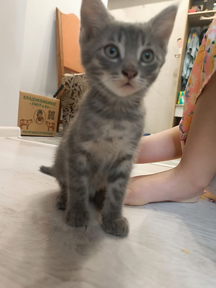 котята бесплатно