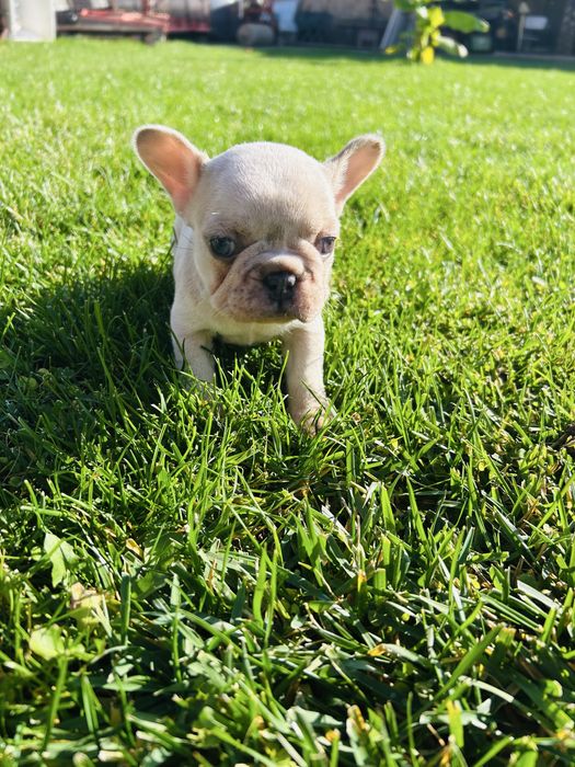 Френски Булдог 2025