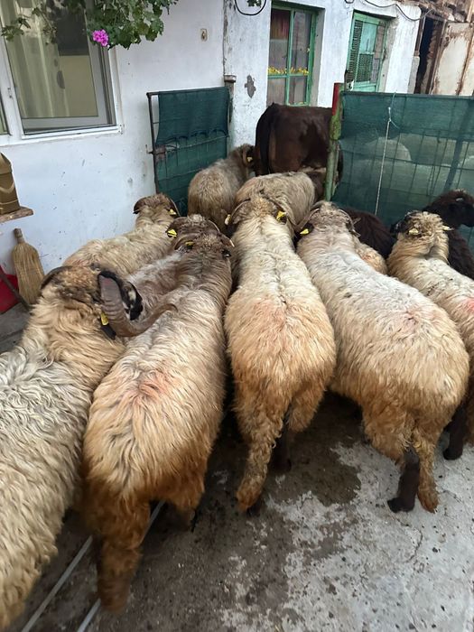 Vand/schimb 6 miei cu vaca sau cu altceva