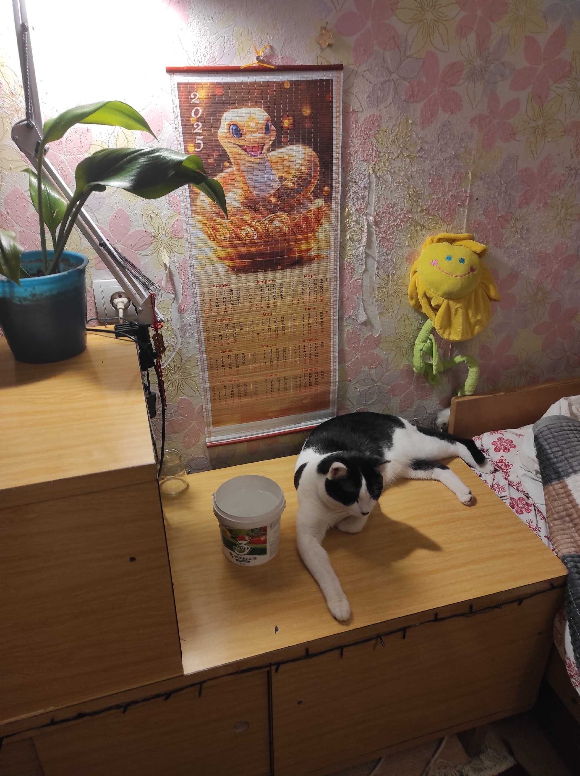 Пропал домашний кот