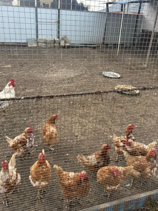 Тауыктар сатылады, куры и петухи