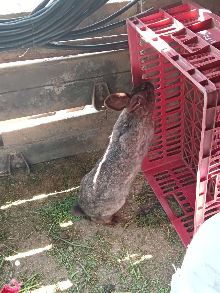 Iepuri de vânzare sunt trei iepuroaice