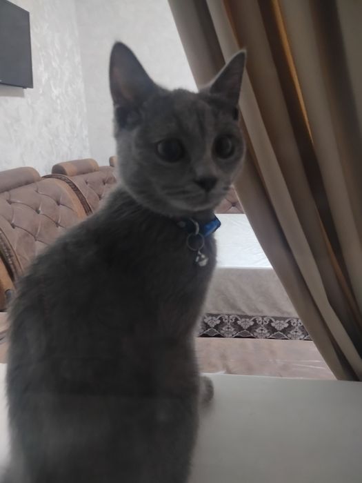 Kafolat beramiz  emlangan zotor yovoyi bas yuvosh aqili gapga tushunad