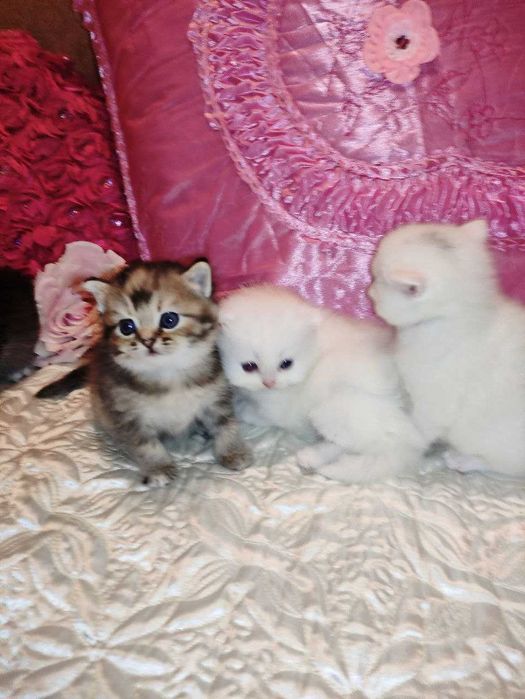 Бронируются котята