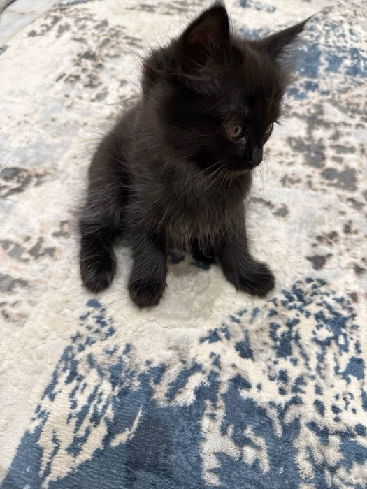 Кошка и ее котята даром, в добрые руки