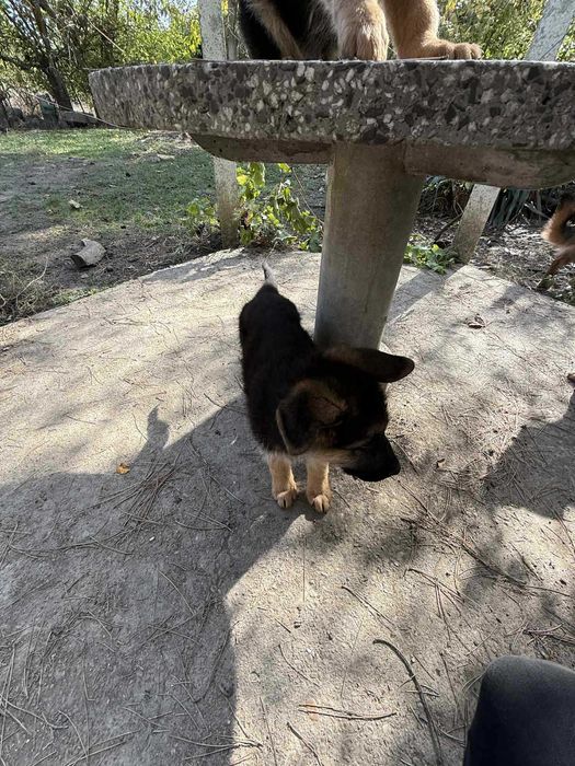 * Немски овчарки *